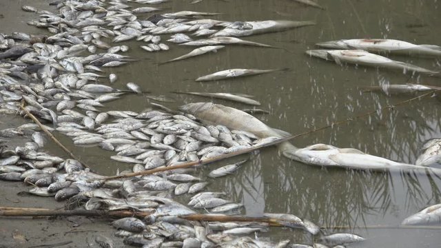 poisoned dead fish in contaminated water