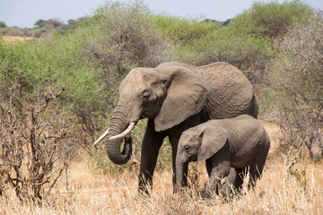 Naklejka na ściany i meble Adult elephant and her child walking around in Tarangire national park