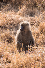 Baboon enjoying the sunset in Tanzania