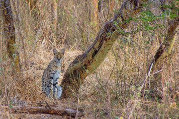 Serval cat sitting in the grass