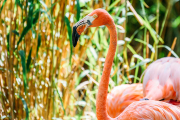 Pink Flamingo Bird Portrait In Wilderness