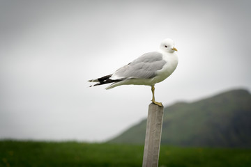 Bird