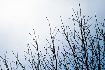 Tree Silhouette Blue