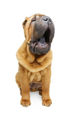 beautiful shar pei puppy