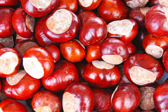 Wild whole chestnut chestnuts as texture background. Chestnut pattern closeup. Fall autumn illustration with brown chestnuts.