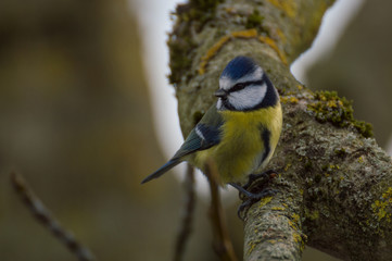 blue tit Cyanistes caeruleus, Parus caeruleus