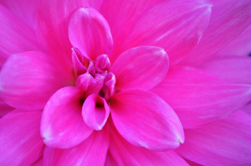 big pink  flower