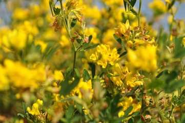 yellow flowers, macro