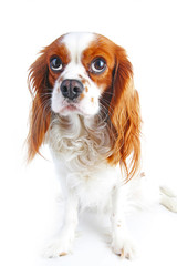 Guilty face. Dog with guilty face on isolated white studio background. Spaniel puppy.