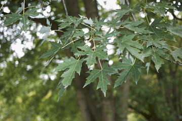 Acer saccharinum