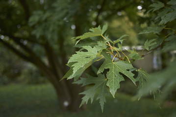 Acer saccharinum