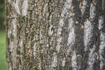 Acer saccharinum