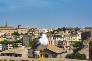 Fototapeta na wymiar Seagull watching Rome. Bird in the Roman Forum, the historic city center, Roma, Italy.