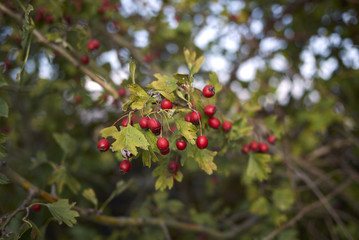Crataegus monogyna
