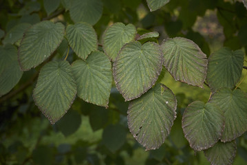 Davidia involucrata