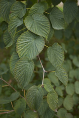 Davidia involucrata