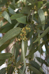 Eucalyptus