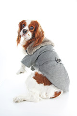 Dog coat. Puppy wearing winter coat. Dog Coat Jacket Pet Supplies Clothes Winter Apparel Clothing Puppy Costume. Elegant dog coat on isolated white studio photo. Cute.