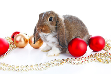 Christmas animals. Cute christmas rabbit. Rabbit bunny lop celebrate christmas with xmas bauble ornaments on isolated white studio background. Christmas pet animal photo. Cute.