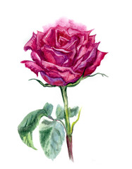 Lush crimson rose, watercolor painting on white background.