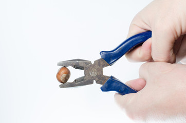 Hazelnuts compressible by the hands of men in the pliers