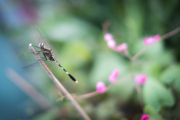 Fototapeta premium Dragonfly and ping flower