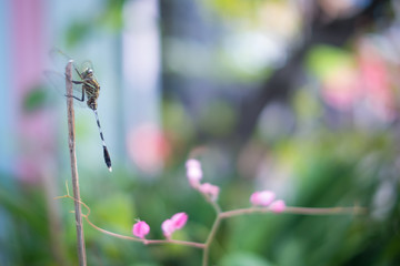 Dragonfly and ping flower