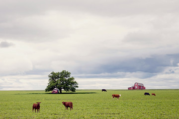 horizontal country farm image of cows grazing in a green pasture with an old red house in the distance and an old red truck parked under a big green tree in the summer time.