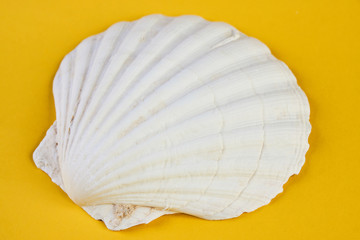 Fototapeta premium Close up of ocean shellfish sea shell