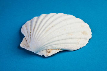 Close up of ocean shellfish sea shell