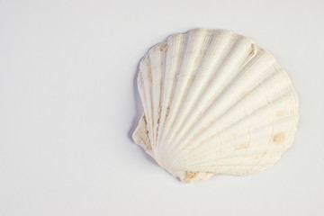Close up of ocean shellfish sea shell