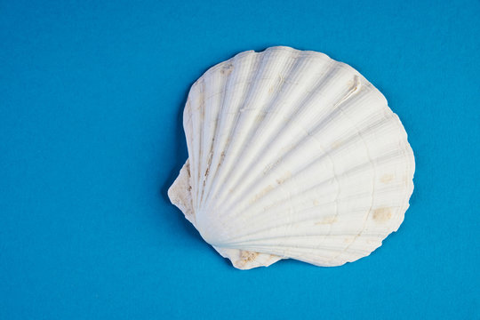 Close up of ocean shellfish sea shell