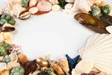 Obraz premium Sea shell frame
