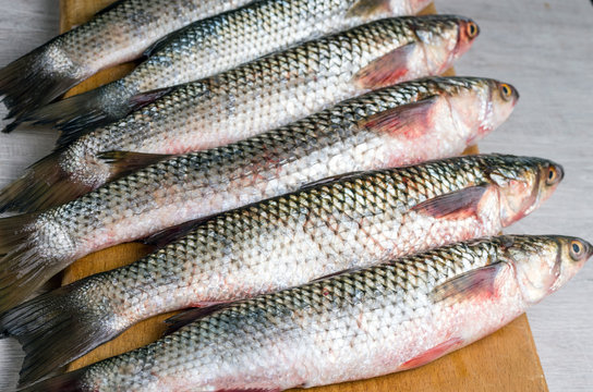 Fresh mullet fish. Selective focus.