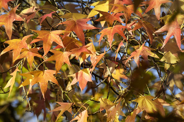 ARBOL EN OTOÑO