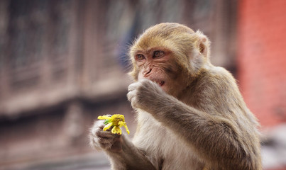 Monkey macaque
