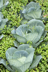 Naklejka premium A permaculture field of Cabbage growing outside, with weeds in between.