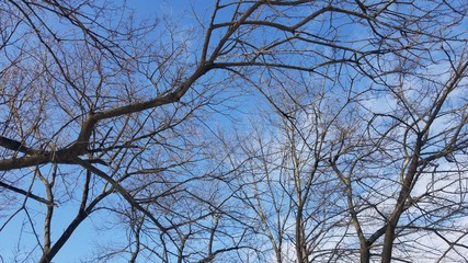 Trees and Sky