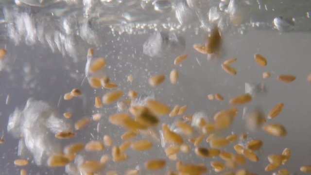 The grains of polba are falling into boiling water. Macro