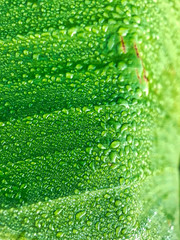 Blatt mit Morgentau - Leaf with Morning dew