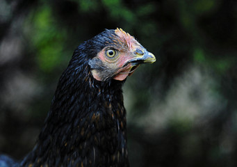 GALLINA