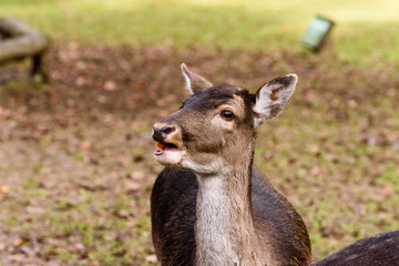 Doe (Baby Deer)