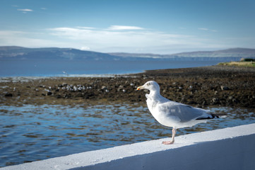 seagull