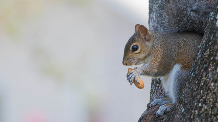 Squirrel eating nuts