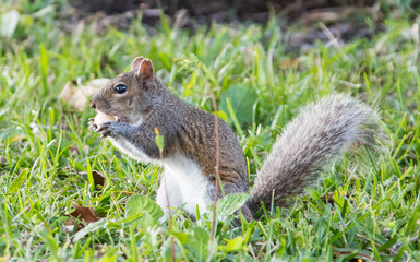 Squirrel eating nuts