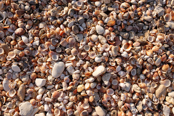 sea shell texture sunst colour