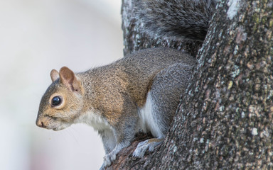 Squirrel eating nuts