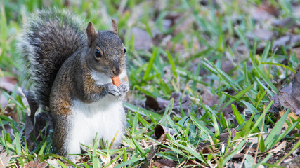 Squirrel eating nuts