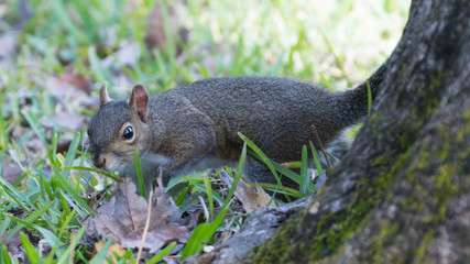 Squirrel eating nuts