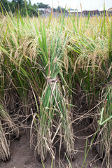 Front view of a bunch or rice plants ready for harvest.